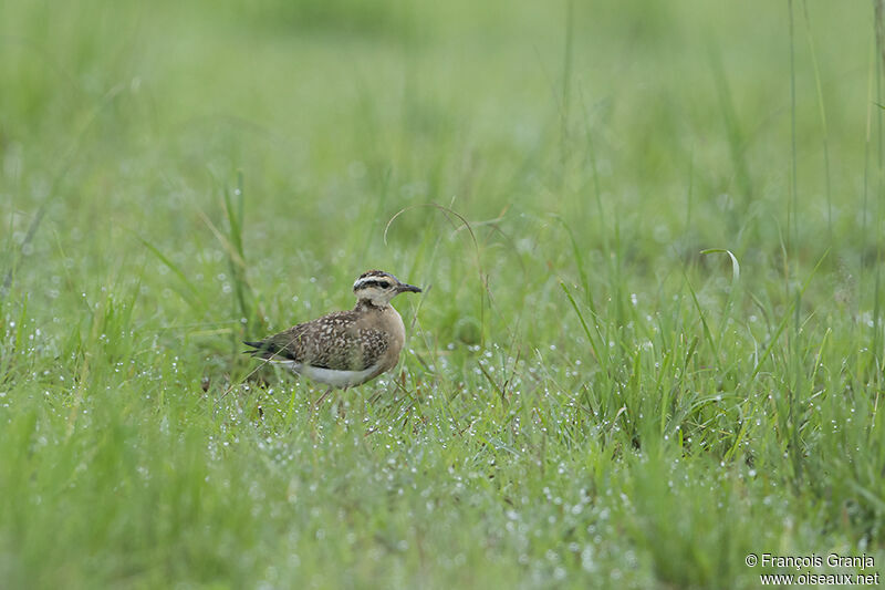 Temminck's Courser