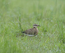 Temminck's Courser