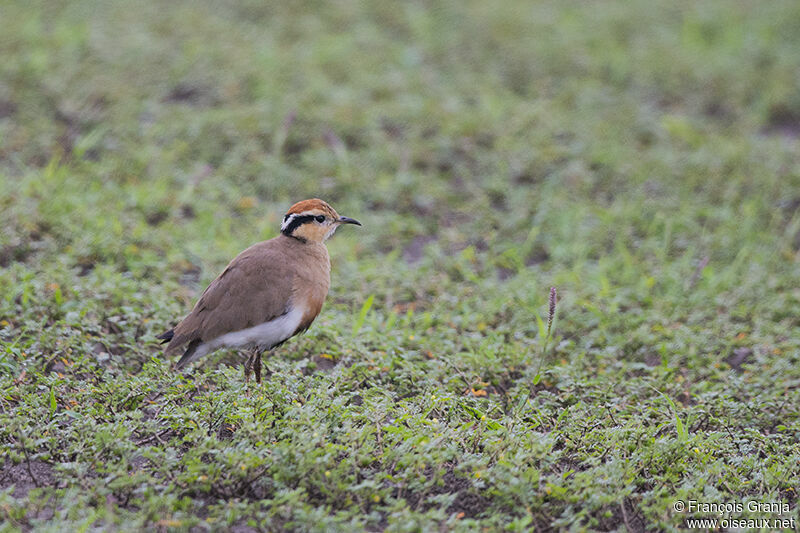 Temminck's Courseradult