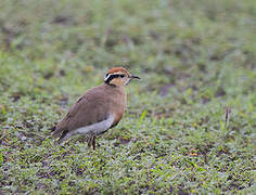 Temminck's Courser