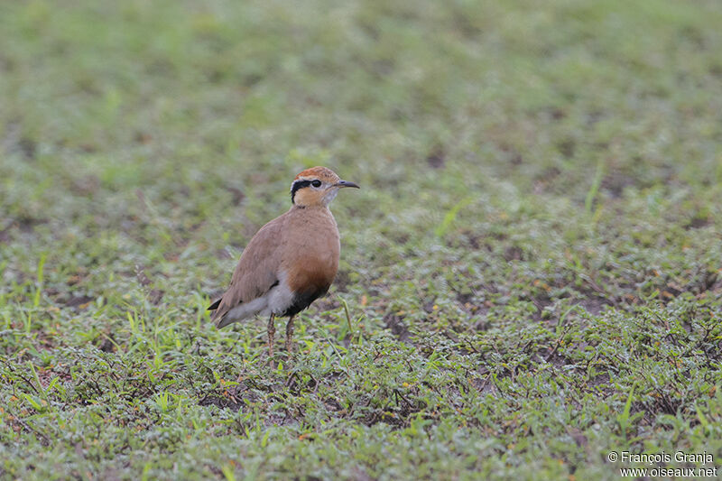 Temminck's Courseradult