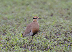 Temminck's Courser