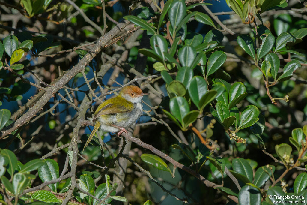 Common Tailorbird