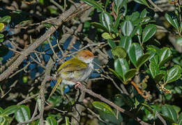 Common Tailorbird