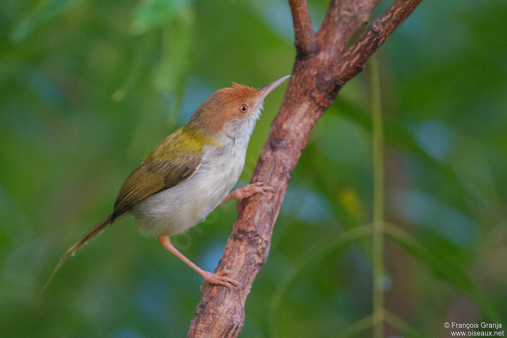 Common Tailorbird