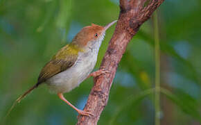 Common Tailorbird