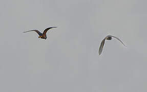 Rufous-bellied Heron