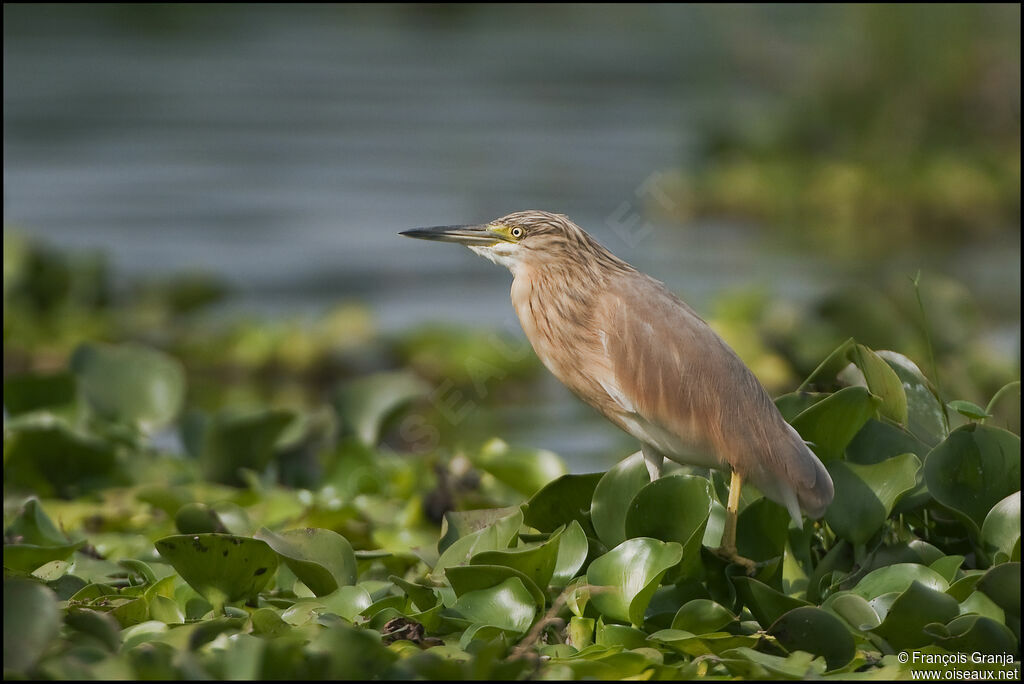 Squacco Heron