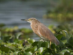 Squacco Heron