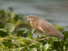 Squacco Heron