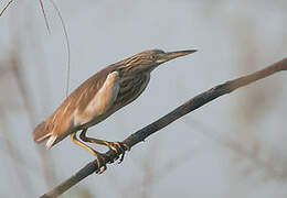 Squacco Heron