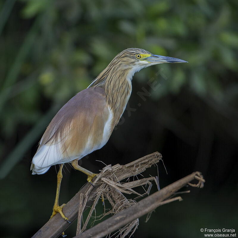 Squacco Heron