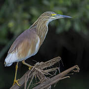 Squacco Heron