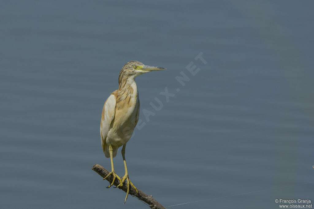 Squacco Heron