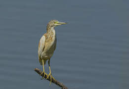 Squacco Heron