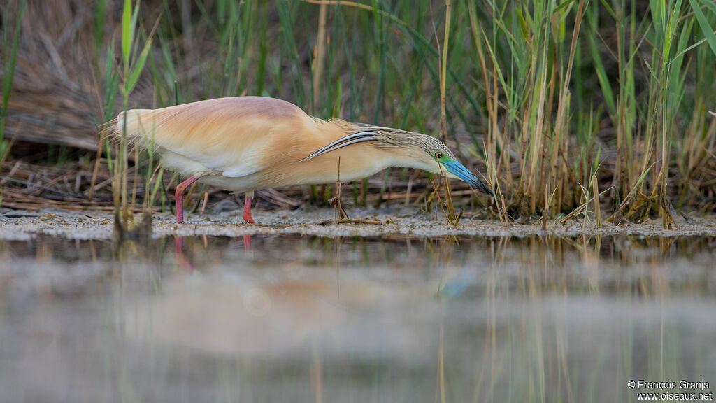 Squacco Heronadult breeding