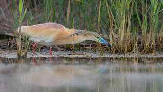 Squacco Heron