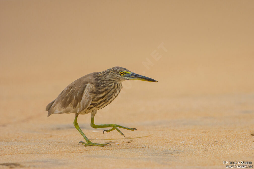 Indian Pond Heron