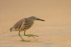 Indian Pond Heron