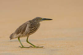 Indian Pond Heron