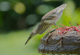 Indian Pond Heron