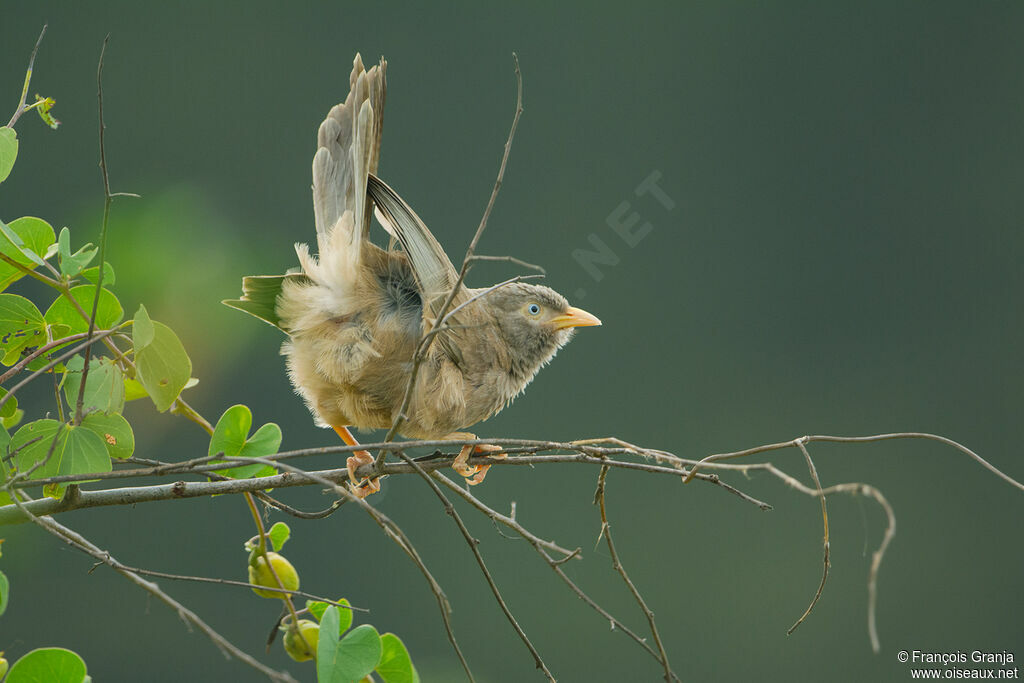 Yellow-billed Babbler