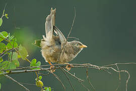 Yellow-billed Babbler