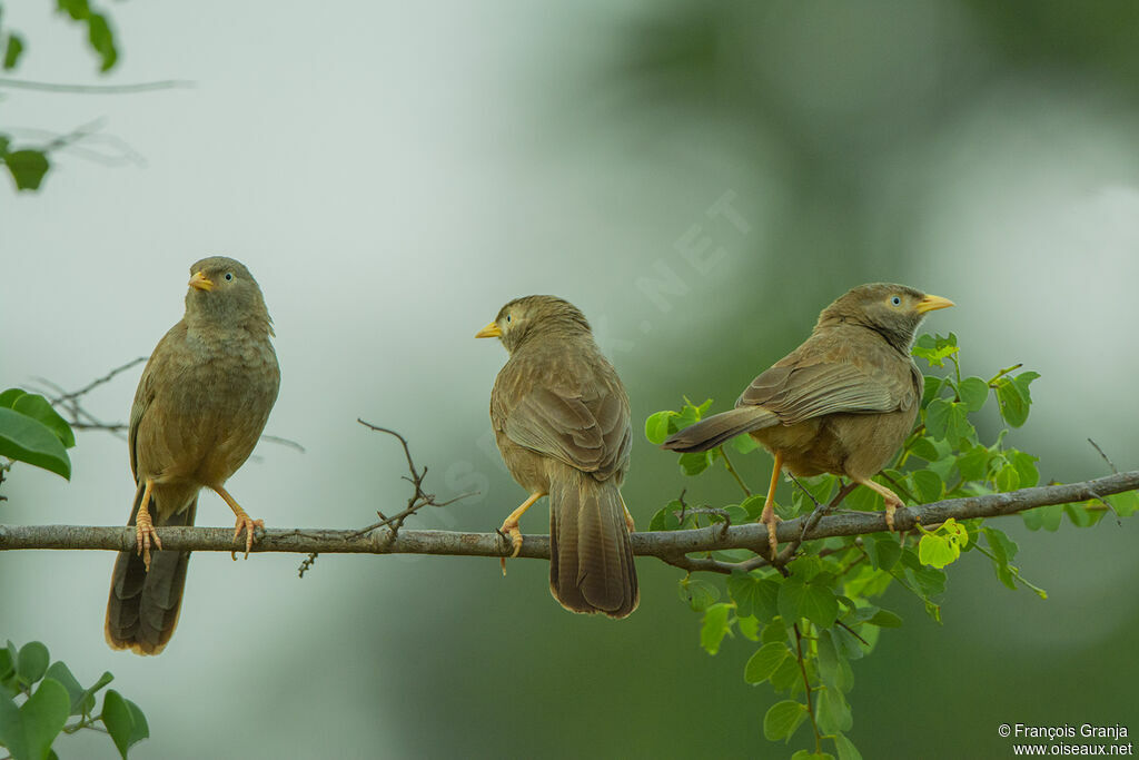 Yellow-billed Babbler