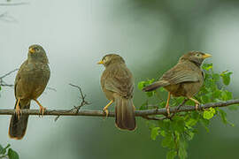 Yellow-billed Babbler