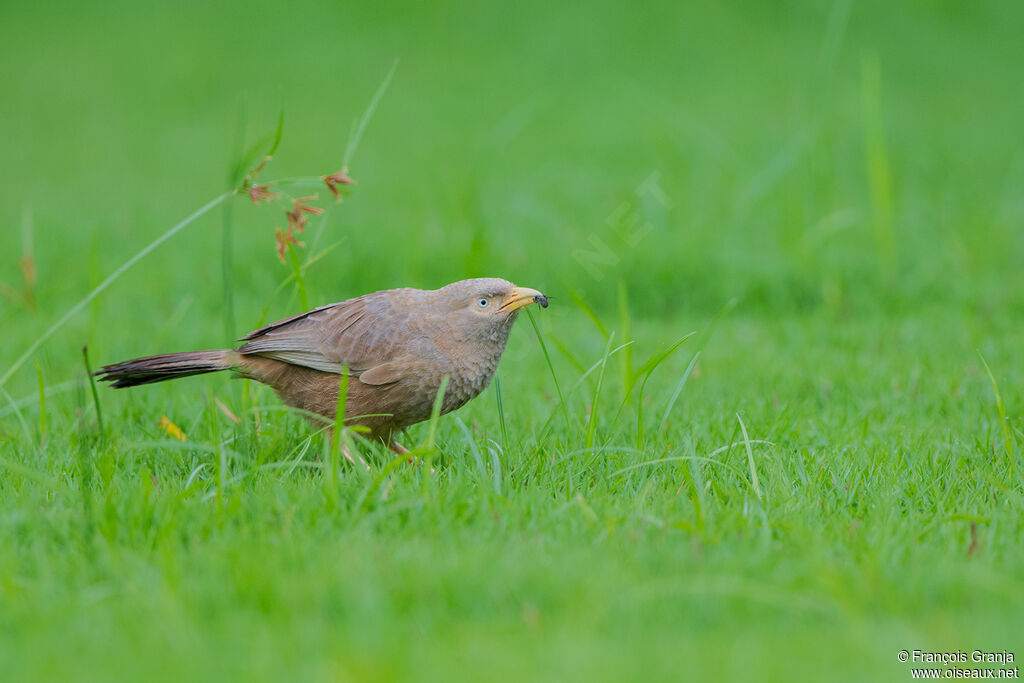 Yellow-billed Babbler