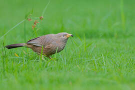 Yellow-billed Babbler