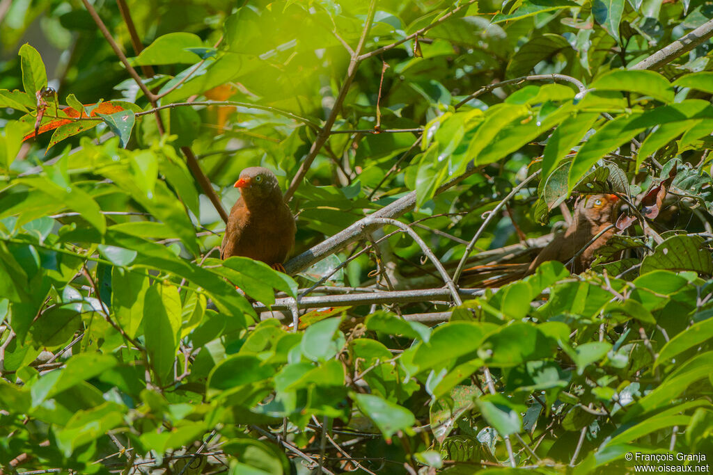 Orange-billed Babbler