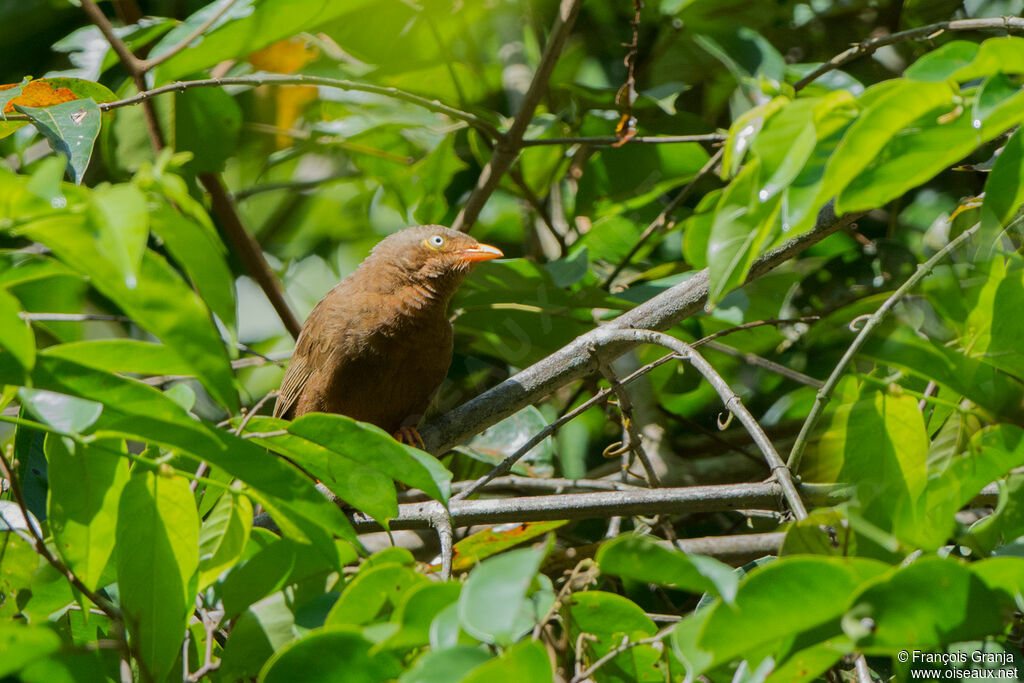 Orange-billed Babbler