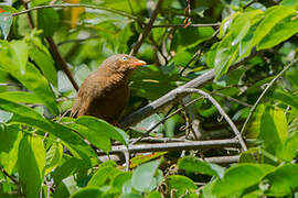 Orange-billed Babbler