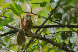 Orange-billed Babbler