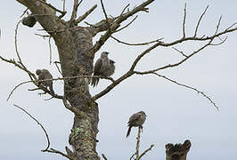 Black-lored Babbler