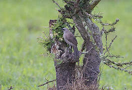 Black-lored Babbler