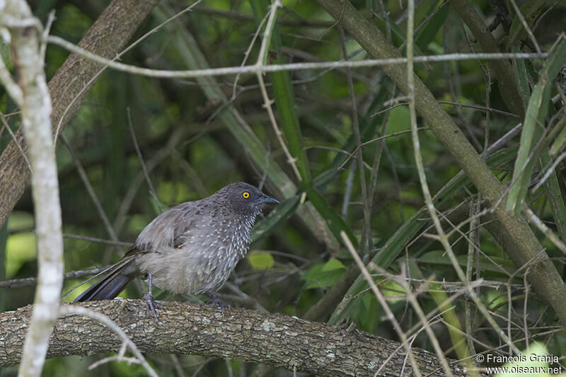 Arrow-marked Babbleradult