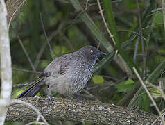 Arrow-marked Babbler