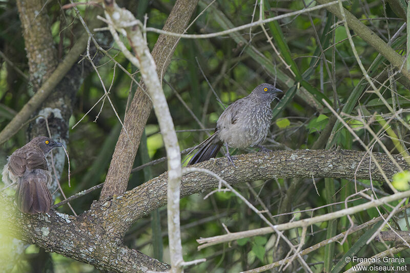 Arrow-marked Babbleradult