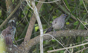 Arrow-marked Babbler