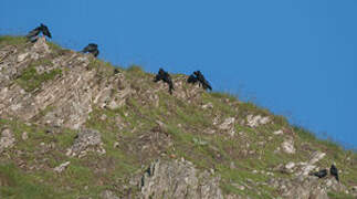 Red-billed Chough