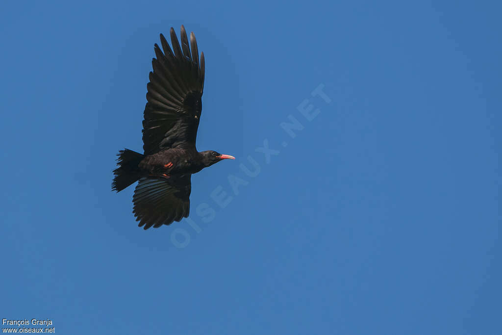 Red-billed Choughadult, Flight