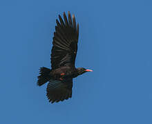 Red-billed Chough