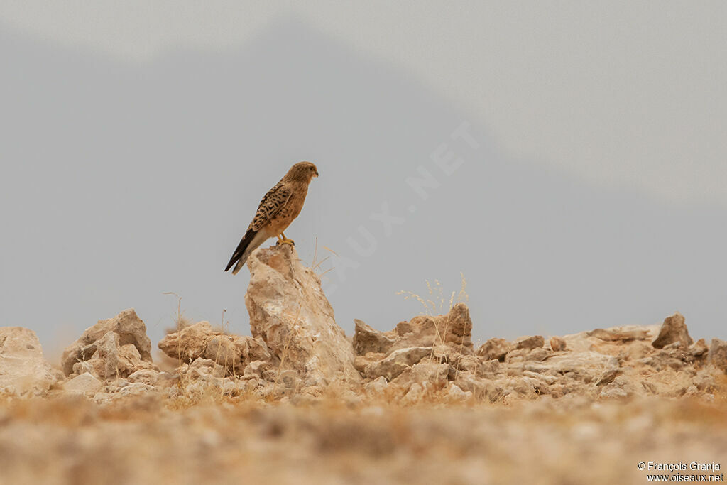 Greater Kestrel