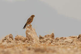 Greater Kestrel