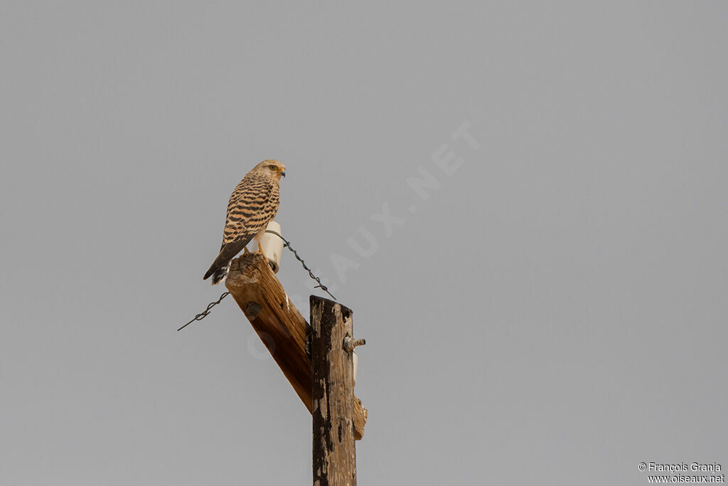 Greater Kestrel