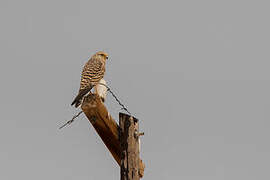 Greater Kestrel