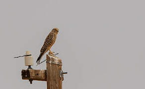 Greater Kestrel