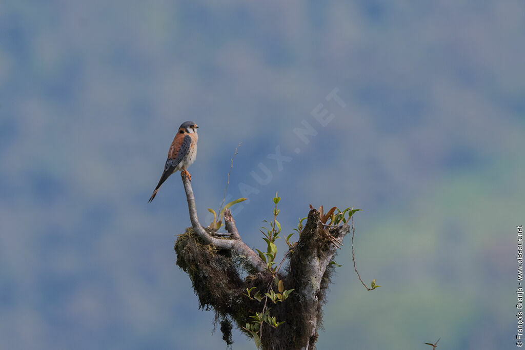 American Kestrel